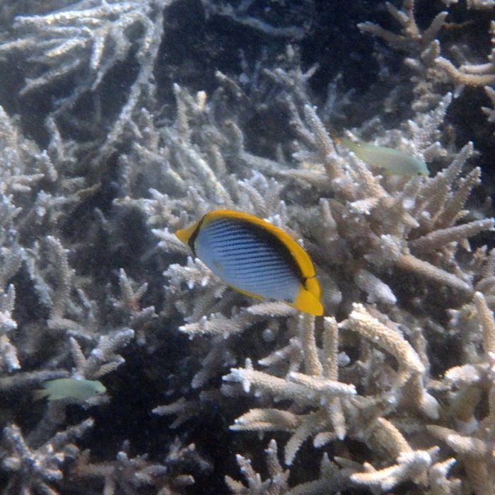 Chaetodon melannotus