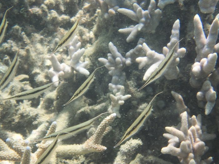 Aeoliscus strigatus