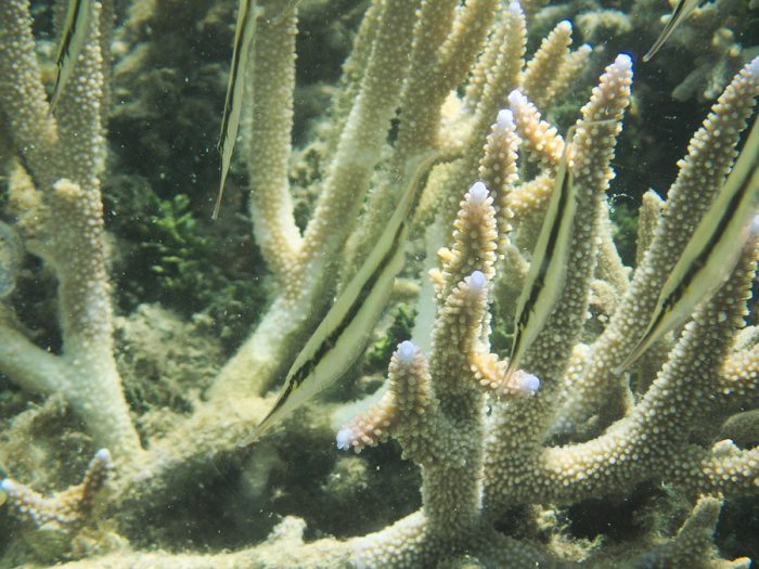 Aeoliscus strigatus