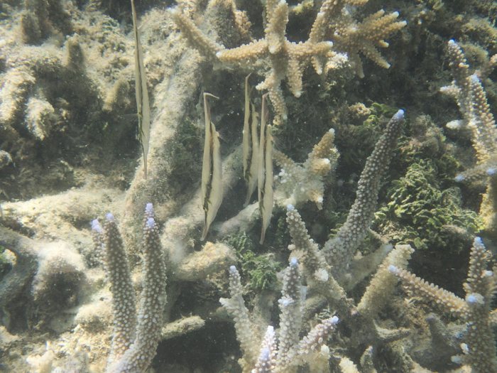 Aeoliscus strigatus