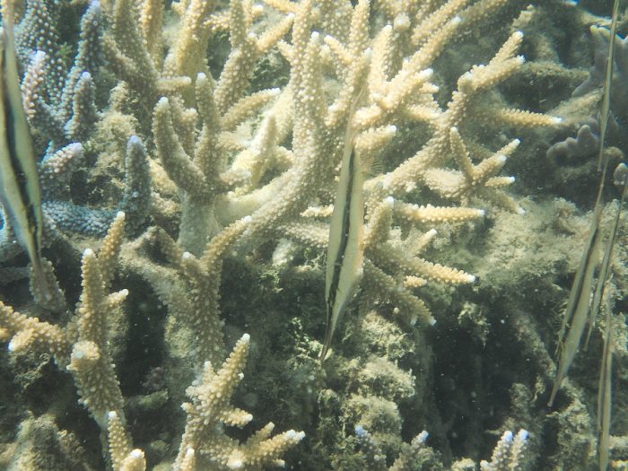Aeoliscus strigatus