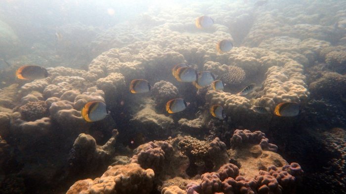 Chaetodon melannotus