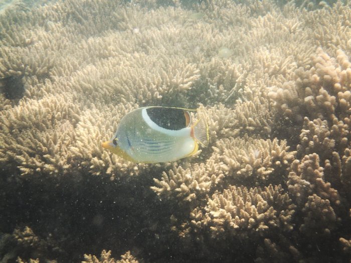 Chaetodon ephippium