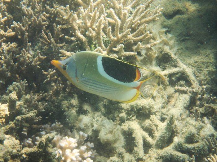 Chaetodon ephippium