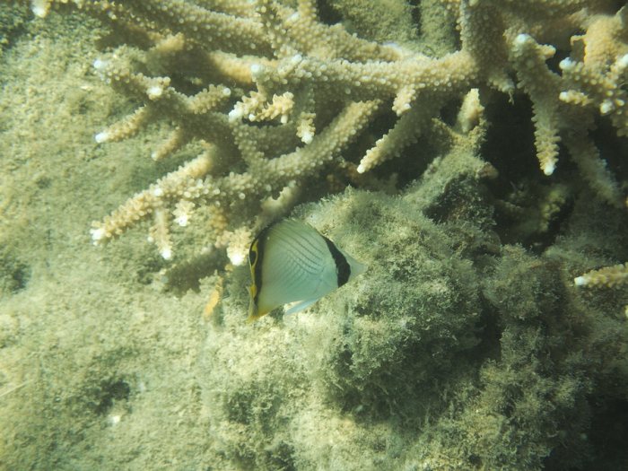 Chaetodon auriga