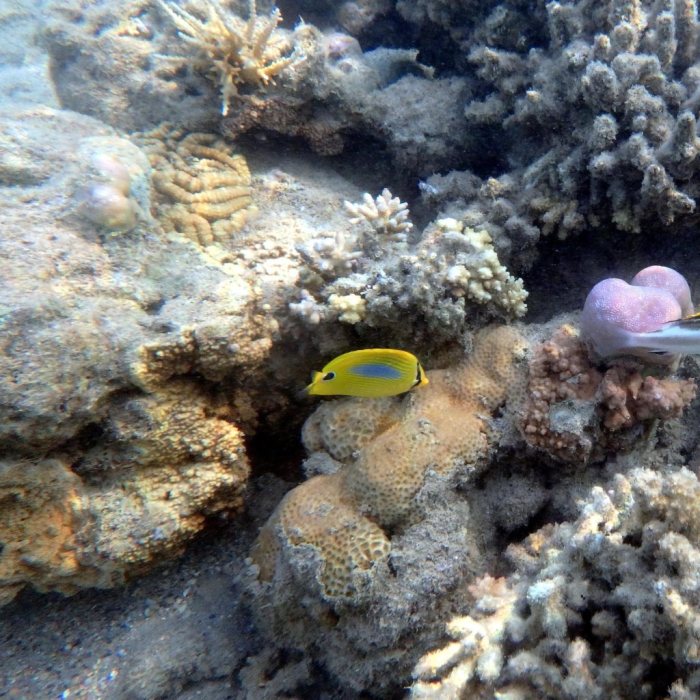 Chaetodon plebeius