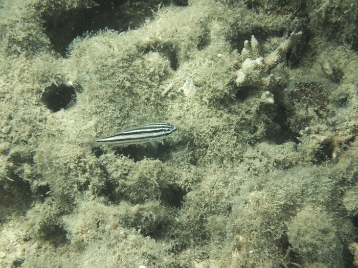 Ostorhinchus taeniophorus
