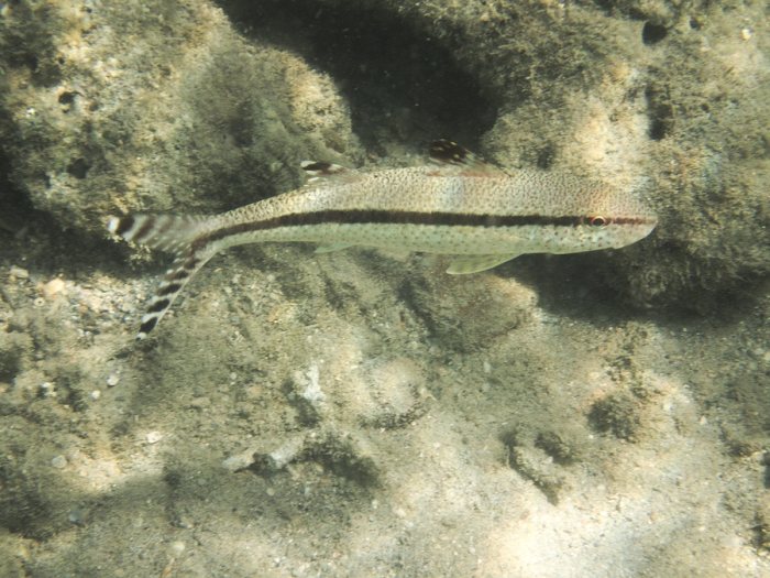 Upeneus tragula