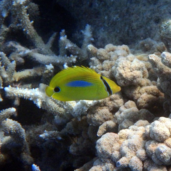 Chaetodon plebeius