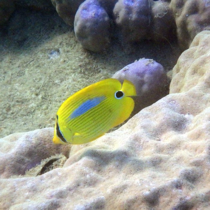 Chaetodon plebeius