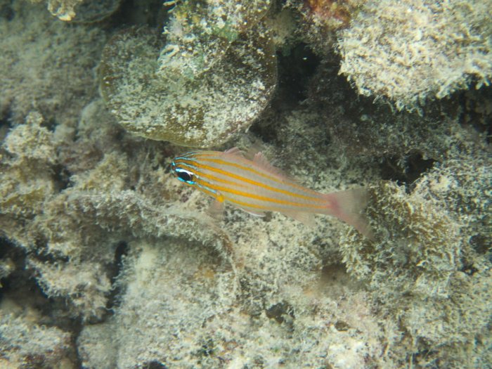 Ostorhinchus cyanosoma
