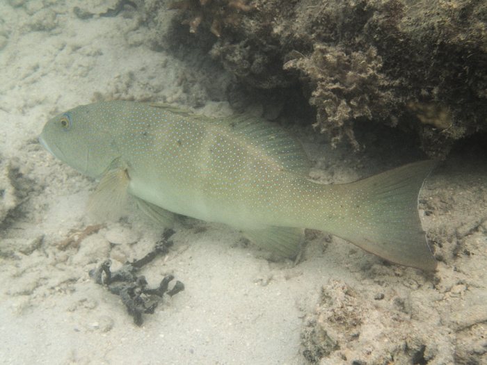 Plectropomus leopardus