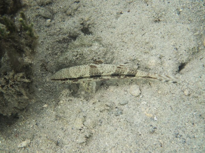 Upeneus tragula