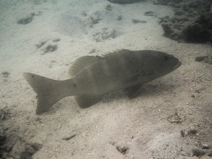 Plectropomus leopardus