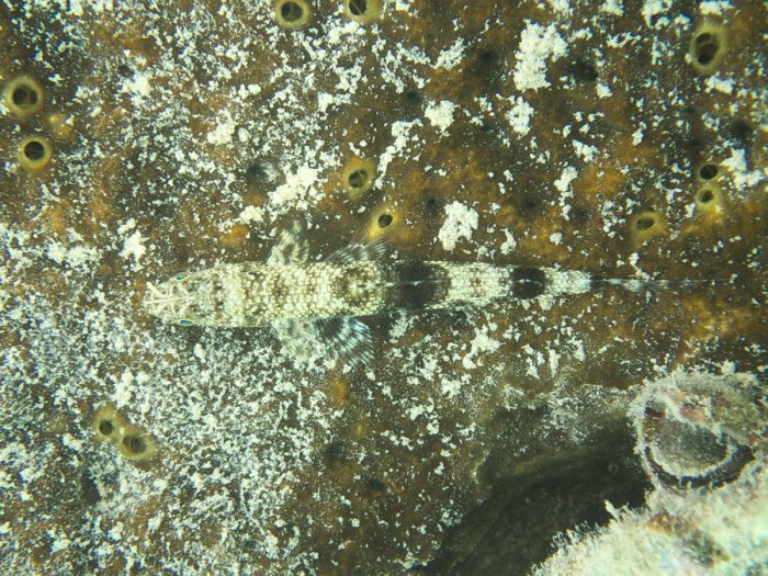 Saurida gracilis