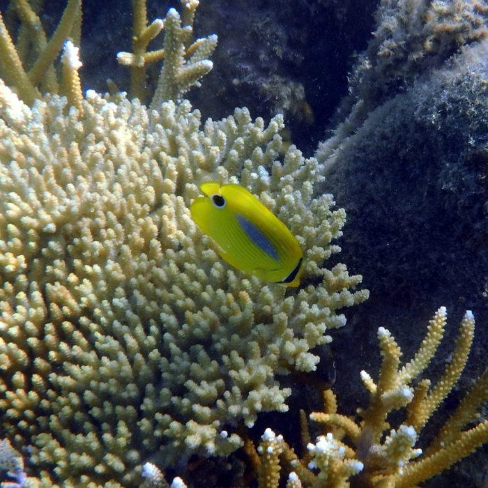 Chaetodon plebeius