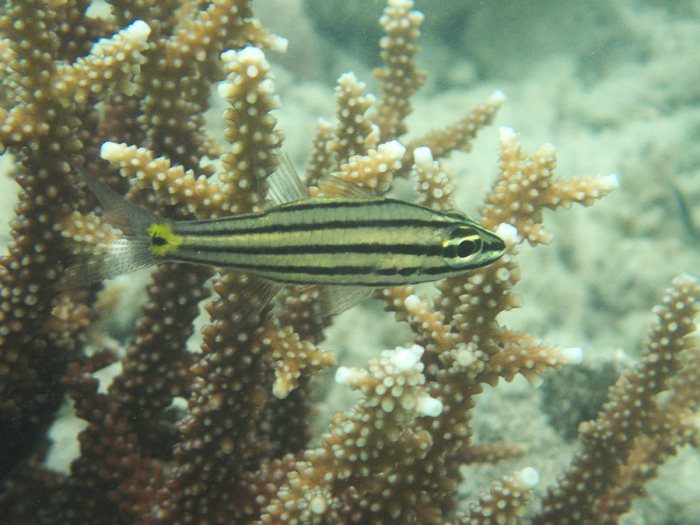 Cheilodipterus quinquelineatus