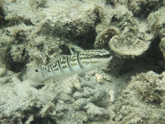 Amblygobius phalaena