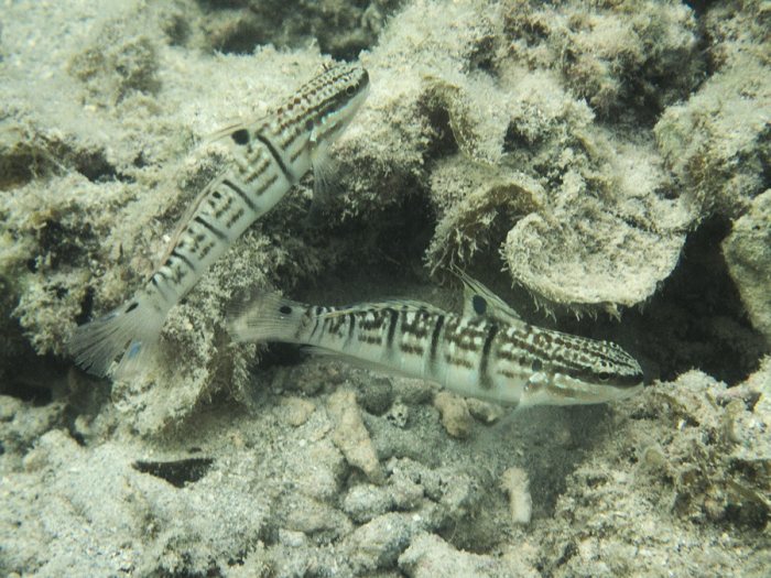 Amblygobius phalaena