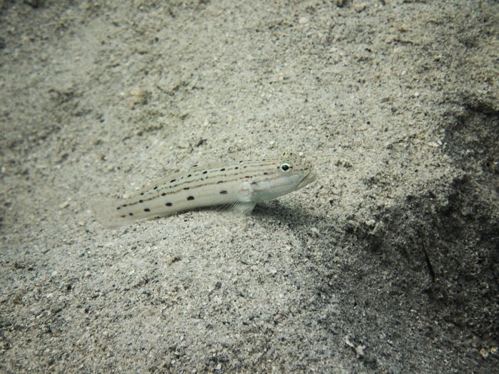 Valenciennea longipinnis