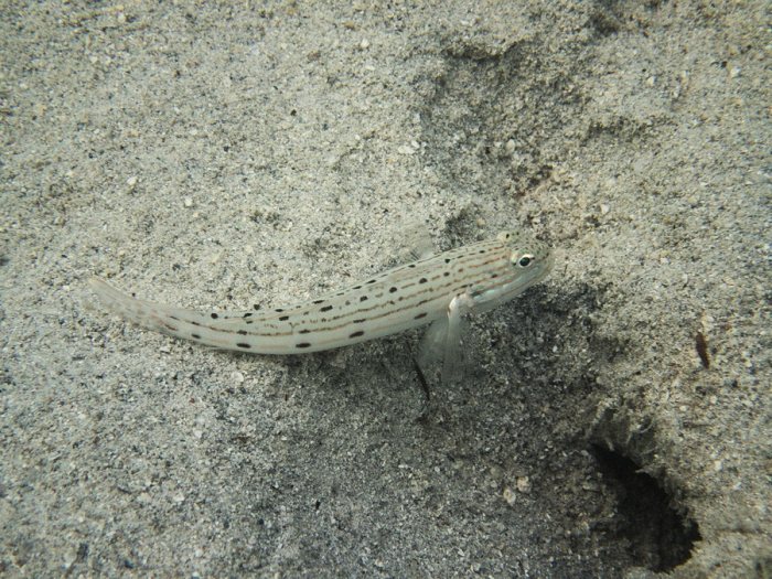 Valenciennea longipinnis