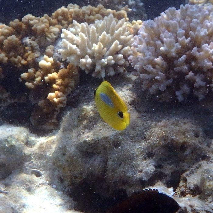 Chaetodon plebeius