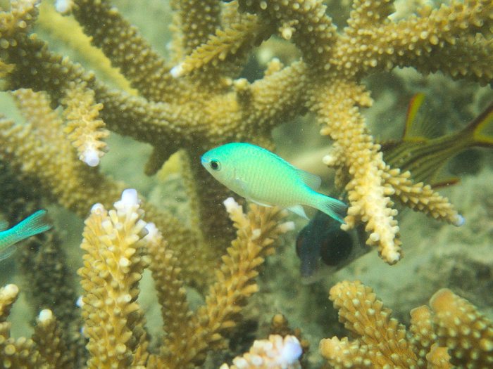 Chromis viridis