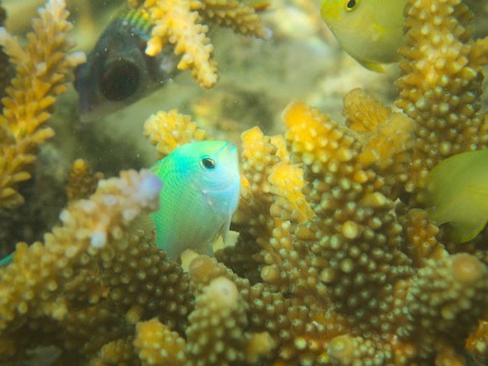 Chromis viridis