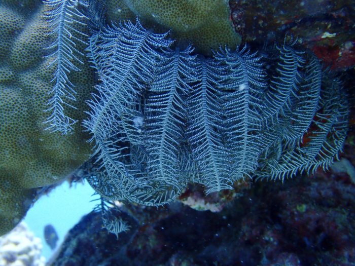 Clarkcomanthus (Comantus) mirabilis