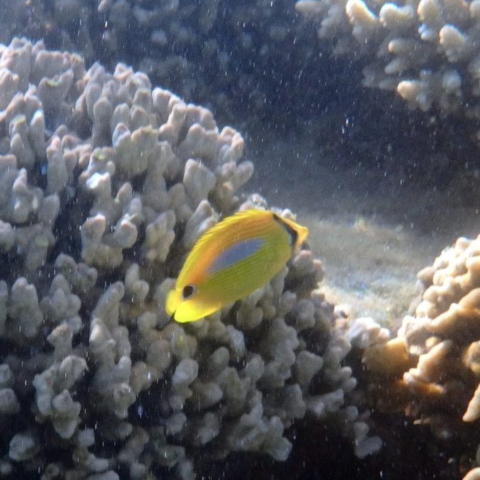 Chaetodon plebeius