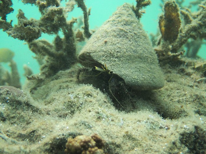 Dardanus lagopodes