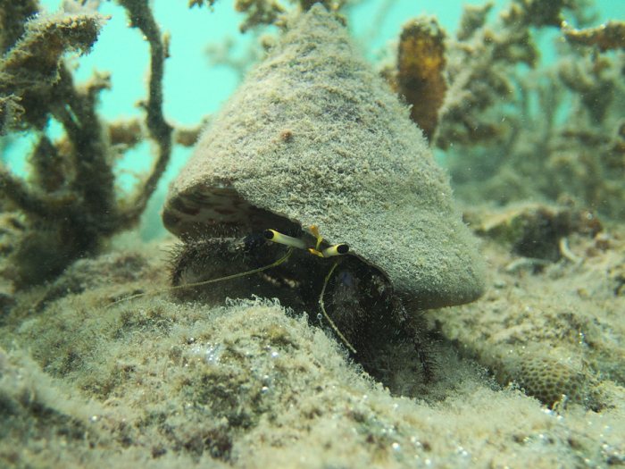 Dardanus lagopodes