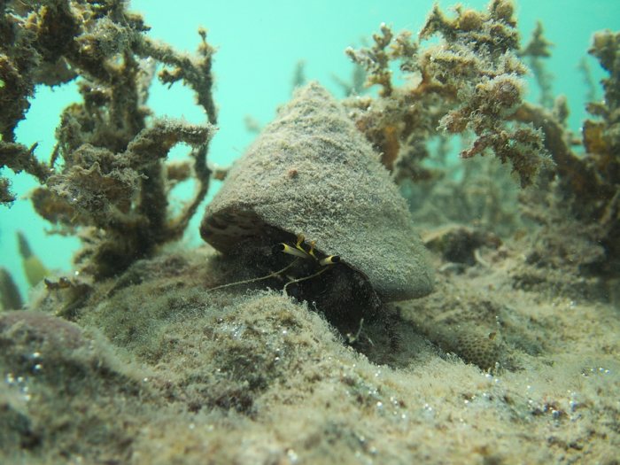 Dardanus lagopodes