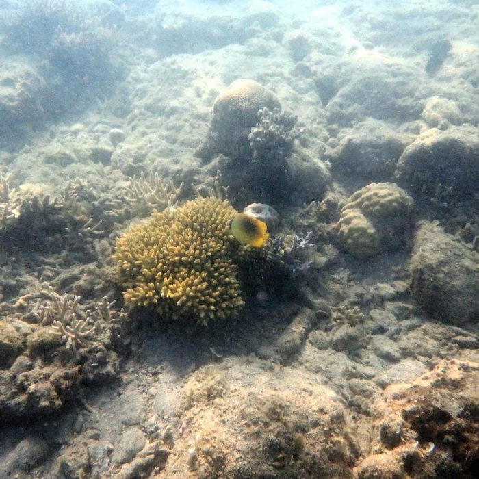 Chaetodon speculum