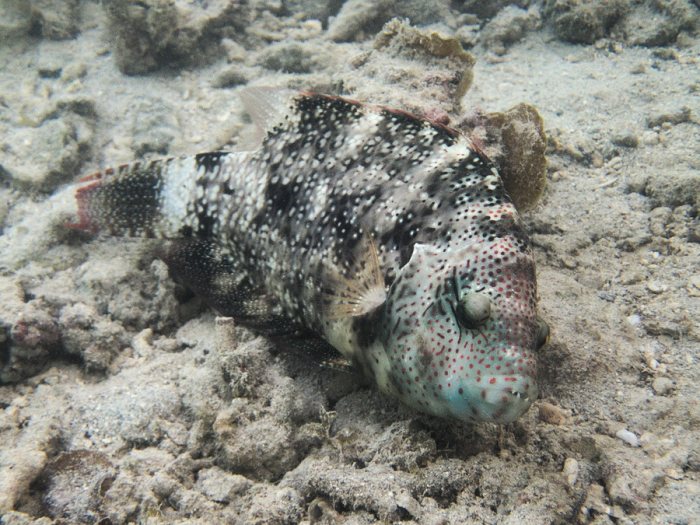 Cheilinus chlorourus