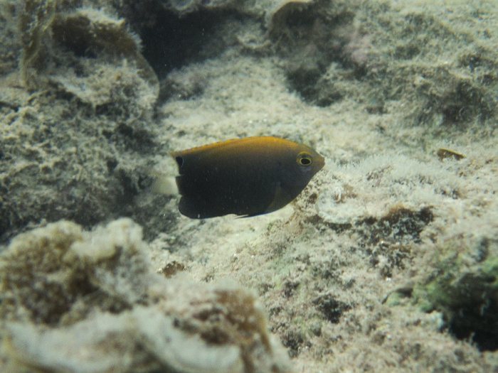 Pomacentrus chrysurus