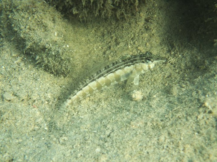 Parapercis australis