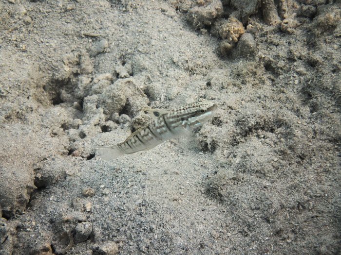 Amblygobius phalaena
