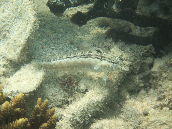 Parapercis australis