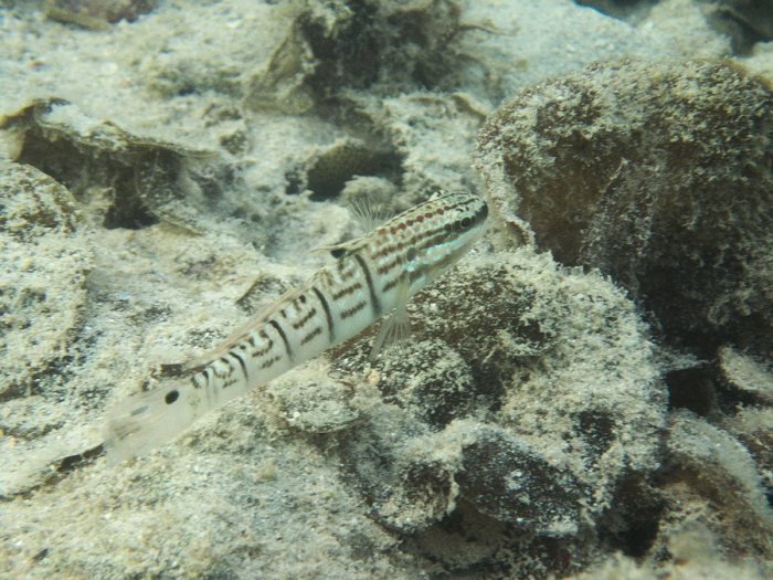 Amblygobius phalaena