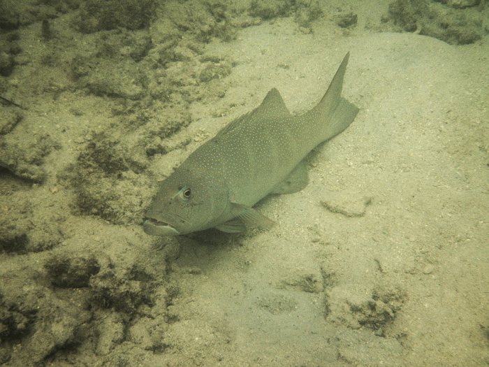 Plectropomus leopardus