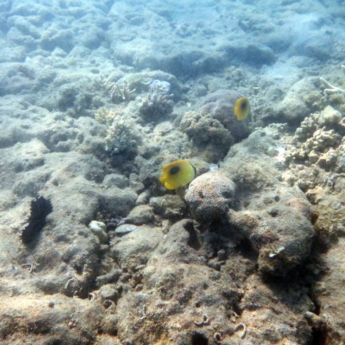 Chaetodon speculum