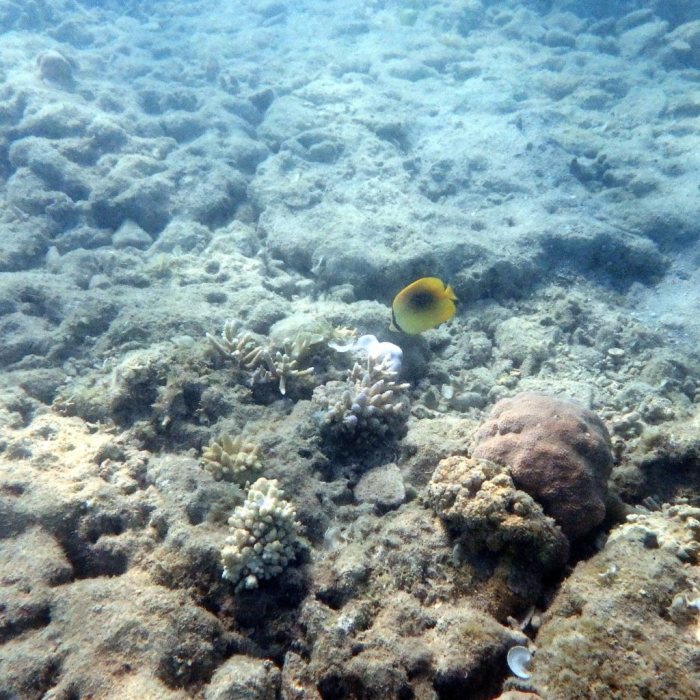 Chaetodon speculum