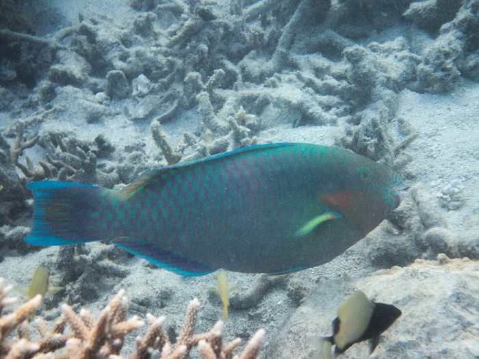 Poisson-perroquet