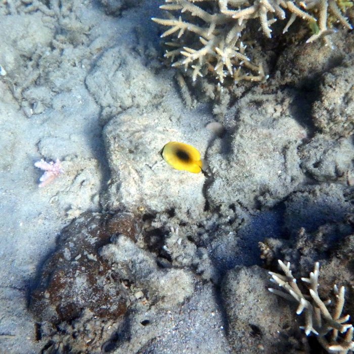 Chaetodon speculum