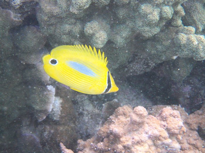 Chaetodon plebeius