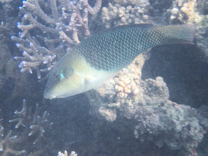 Hemigymnus melapterus