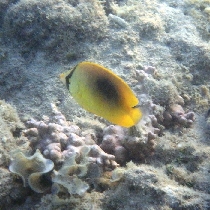 Chaetodon speculum