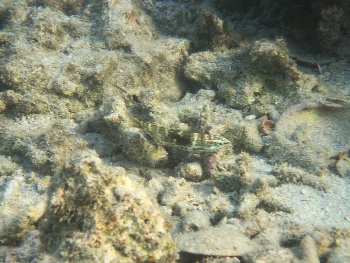Coris batuensis