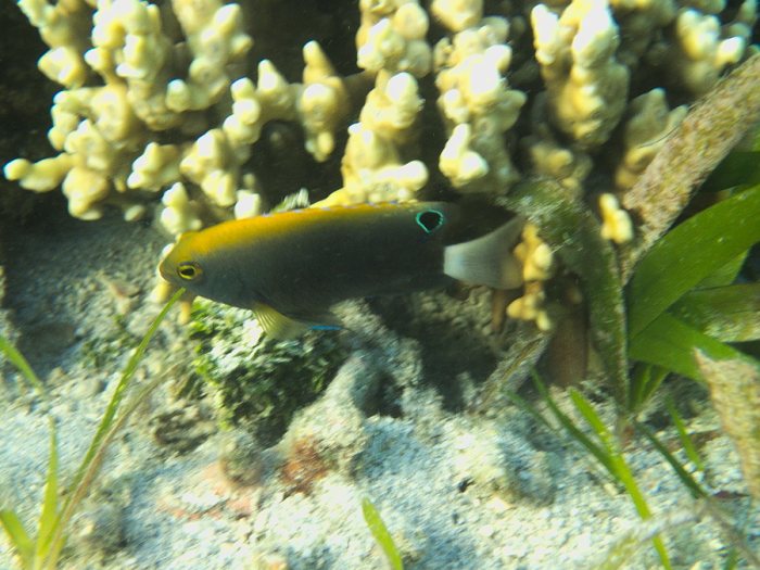 Pomacentrus chrysurus
